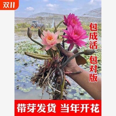 睡莲水培植物四季户外水