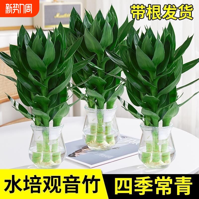 观音竹富贵竹水培植物花卉绿植绿萝室内盆栽转运竹子水养带根好养