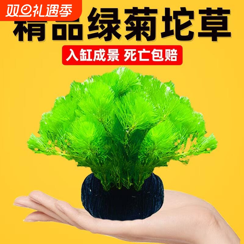 水屿鱼鱼缸水草坨草植物增氧易活绿植新手懒人造景底砂水质水生