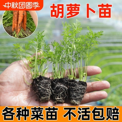 胡萝卜秧苗蔬菜苗大全庭院阳台