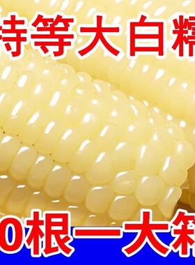 正宗东北白糯玉米软糯香甜拉丝粗粮代餐非即食独立包装甜糯玉米
