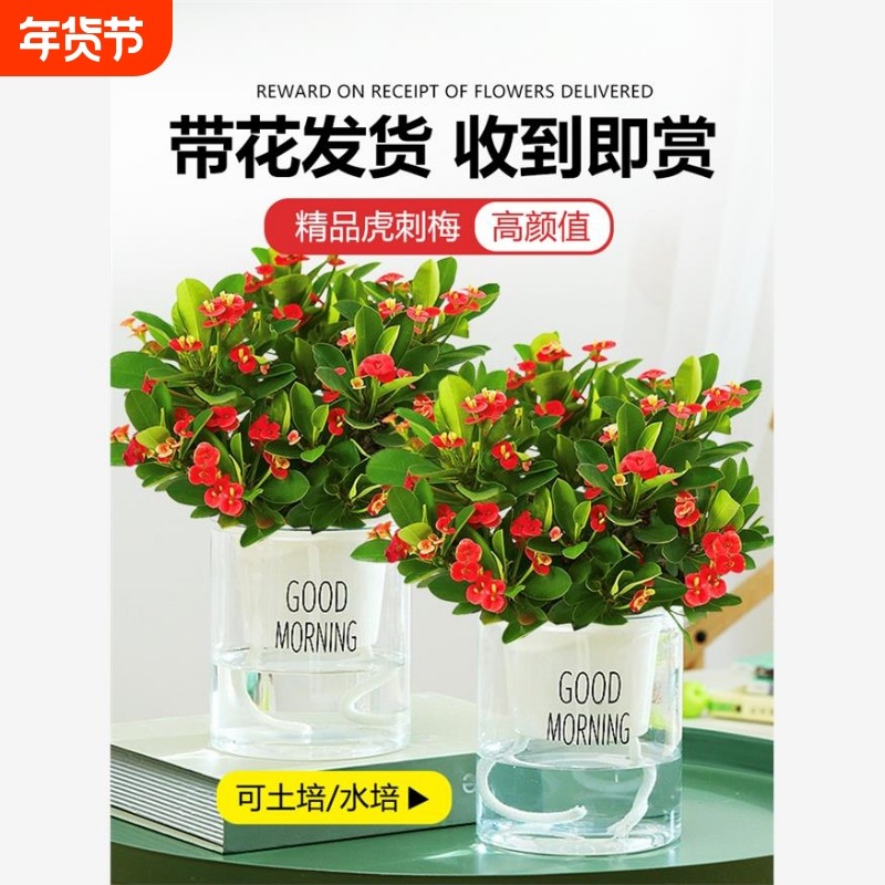 大叶铁海棠盆栽大花虎刺梅花卉室内盆景绿植四季开花阳台花卉植物
