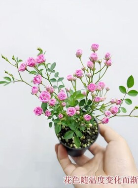 【开花机器】须惠姬带花苞超微月季好养花室内外绿植花卉小盆栽