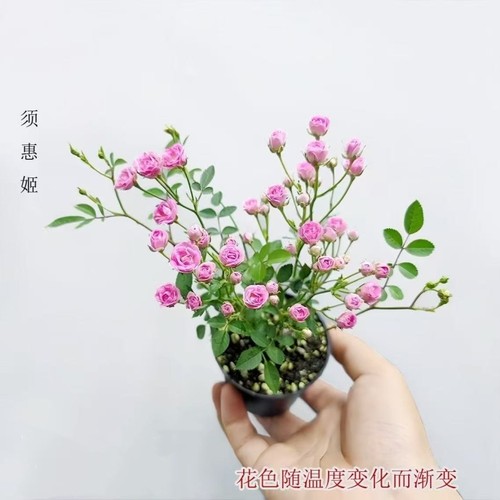 【开花机器】须惠姬带花苞超微月季好养花室内外绿植花卉小盆栽