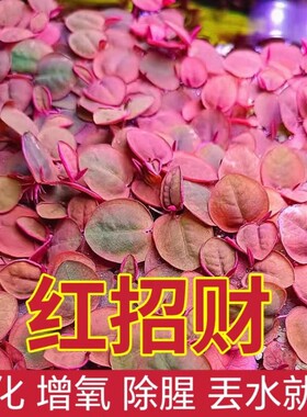 红毛丹净化水质水草|千人加购