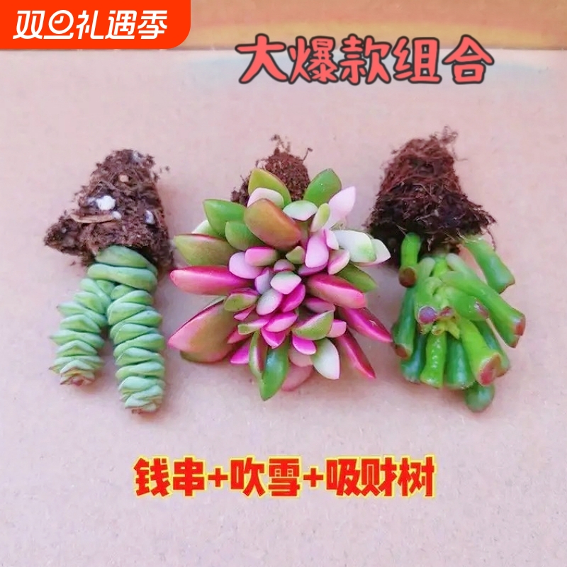 吹雪多肉植物组合盆栽绿植桃蛋钱串熊童子办公室阳台肉肉新手好养