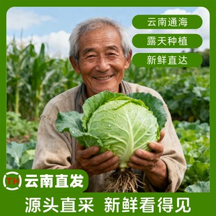 云南新鲜包菜卷心菜绿甘蓝农家自种圆白菜当季 蔬菜 铁头现摘四季