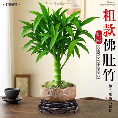 绿植罗汉竹子老桩佛肚竹盆栽水培植物办公室内客厅桌面盆景好养活