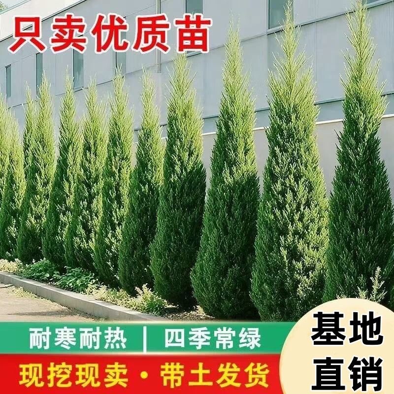 松柏树苗带土柏树侧柏塔柏龙柏松树坟地坟前墓前绿植园林绿化工程图片