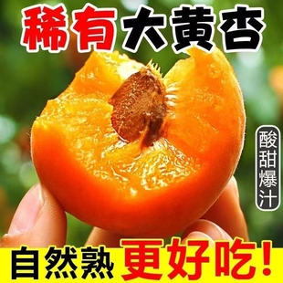 【果园现摘】正宗陕西大黄杏应季水果杏子新鲜黄杏酸甜整箱批发