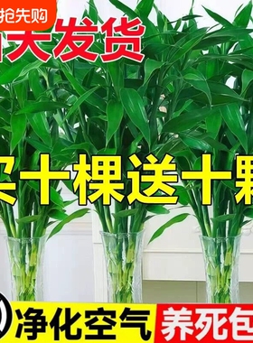 富贵竹水培植物节节高招财粗杆绿植室内盆栽观音竹带根紫色发财竹
