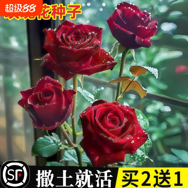 玫瑰花种籽子庭院阳台四季开花盆栽花卉植物易爆盆室内外鲜花种子