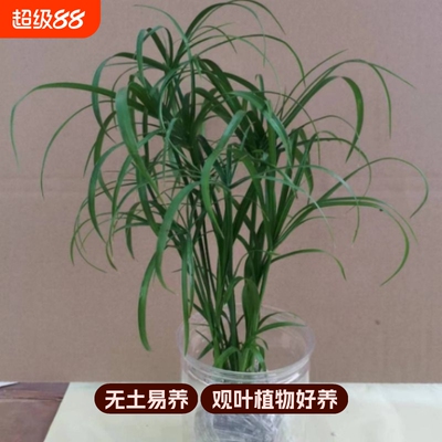 水培植物水竹盆栽旱伞草风车草水生鱼缸养挺水植物庭院棕竹