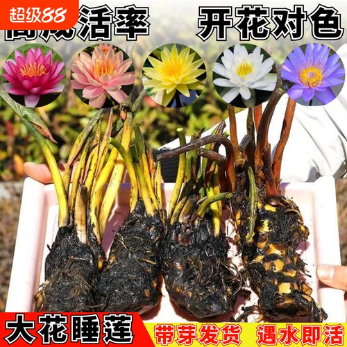 四季睡莲花苗水培植物带花苞池塘无土碗莲荷花根盆栽水养易活花卉
