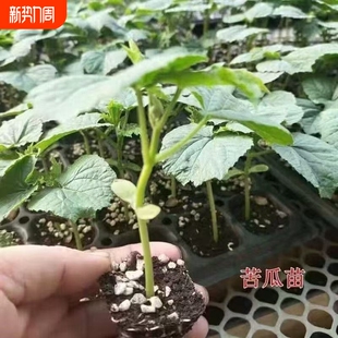 精品苦瓜苗带土球发货现拔现发节节瓜庭院种植绿苦瓜秧苗