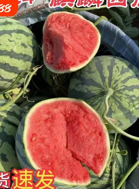 正宗冰糖麒麟西瓜超甜8424新鲜薄皮现摘无籽有籽新鲜水果美都西瓜