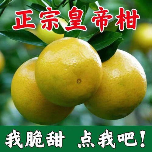 正宗广西皇帝柑新鲜现摘水果 贡柑橘子桔子超甜多汁皇帝柑