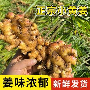 正宗云南新鲜小黄姜生姜干老姜嫩姜土姜子姜现挖高山沙姜5斤包邮