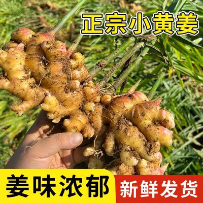 正宗云南新鲜小黄姜生姜干老姜嫩姜土姜子姜现挖高山沙姜5斤包邮