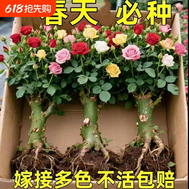 玫瑰花苗老桩盆栽花卉多季节开花绿植物月季老根四季嫁接多色阳台