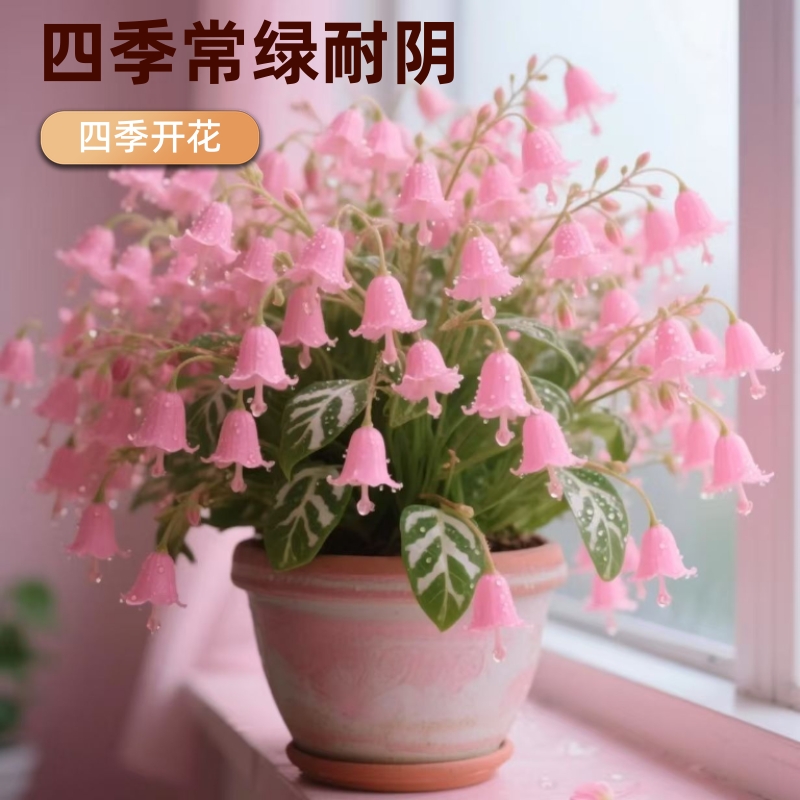 开花爆满盆宝莲灯球盆栽