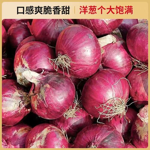 山东紫皮洋葱新鲜水果蔬菜生吃鲜辣甜脆时令农家自种蔬菜圆葱头