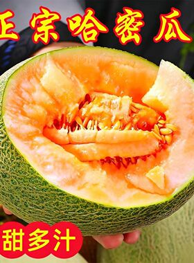 晓蜜25号哈密瓜新鲜薄皮甜脆网纹西州蜜瓜产地直发现摘脆甜