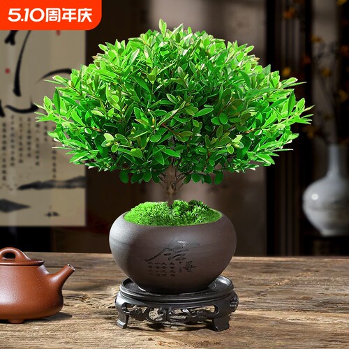 小叶赤楠老桩苗紫檀微景观
