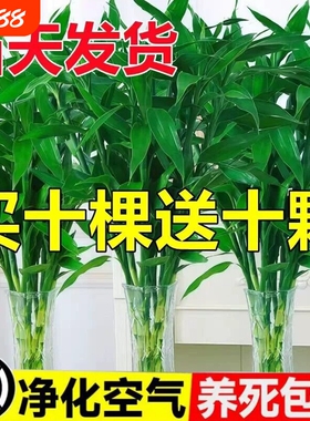 富贵竹水培植物节节高招财粗杆绿植室内盆栽观音竹带根紫色发财竹