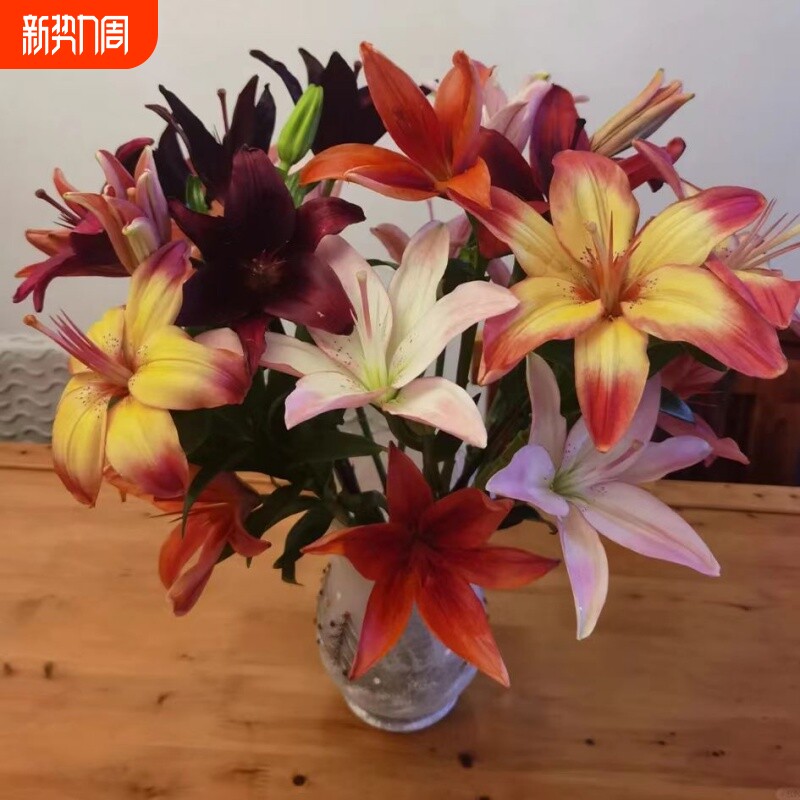 香水百合花卉种球进口花耐寒四季盆栽室内外花卉绿植盆栽