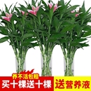 富贵竹水培植物观音竹室内水养带根客厅绿植花卉绿萝盆栽好养活