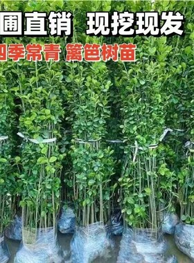 北海道多分叉丛生北海道冬青树苗
