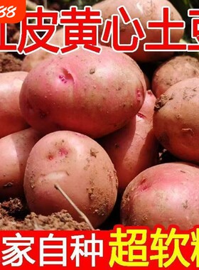 农家自种红皮土豆现挖黄心沙面大土豆老品种新鲜蔬菜土豆洋芋批发