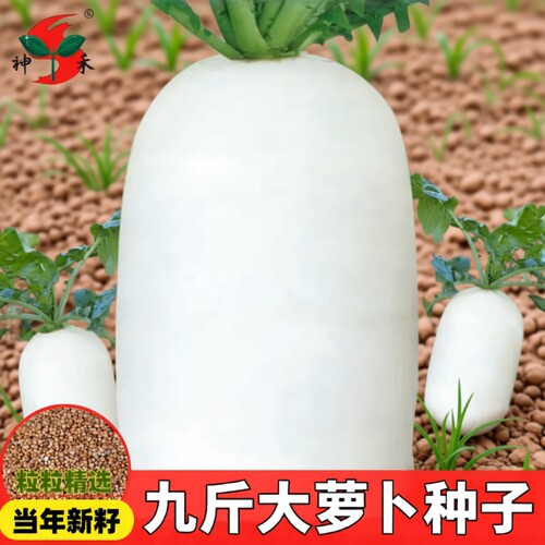 【抗热】夏季耐热抗40白萝卜种子