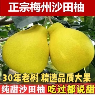 正宗梅州沙田柚黄皮白肉柚子当季新鲜水果新鲜采摘产地直发包邮