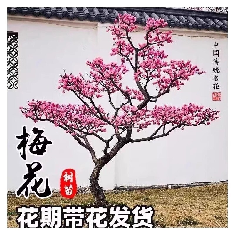 红梅花树苗庭院盆栽室外耐寒腊梅老桩花卉植物四季种盆景榆叶梅										