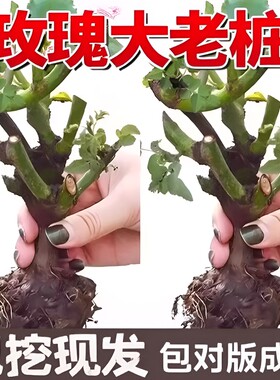 玫瑰老根老桩当季开花