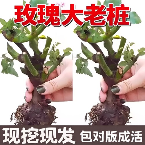 玫瑰老根老桩当季开花