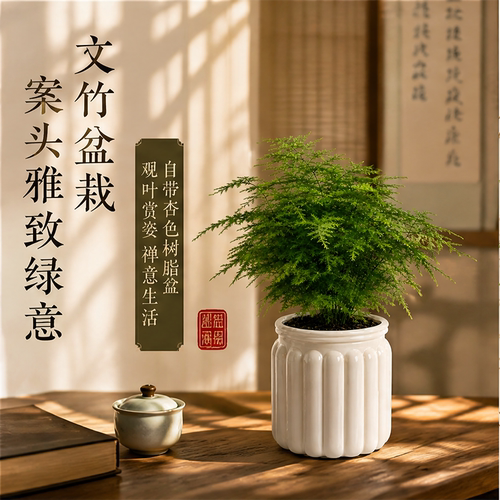 文竹盆栽植物室内客厅绿植