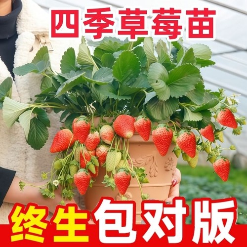 奶油草莓苗盆栽食用红颜天使隋珠桃薰秧带盆带土四季种植当年结果