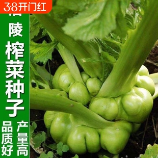 正宗涪陵榨菜种子四川大头菜榨菜头青菜头芥菜夏秋季蔬菜耐高温种