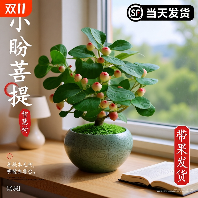 小盼菩提办公室客厅绿植