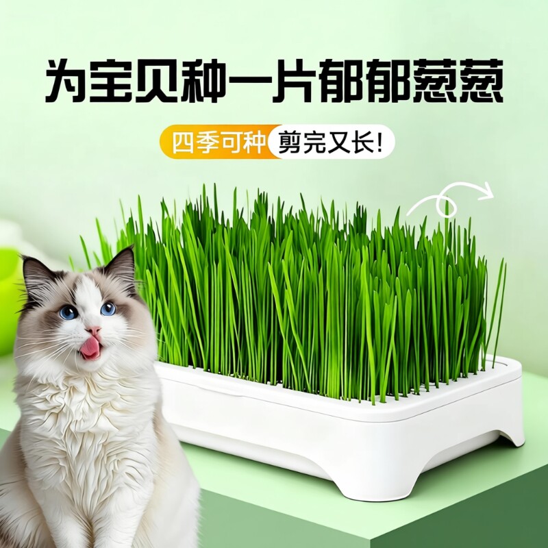 懒人猫草水培盆四季种植排毛球化毛草自种新鲜麦种猫咪零食盆栽幼