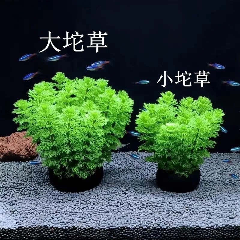 绿菊坨草增氧懒人球形水草斗鱼鱼缸造景无需底砂净化水质水缸羽毛