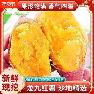 沙地黄心蜜薯龙九红薯现发地瓜烤红薯农家自种香甜新鲜番薯