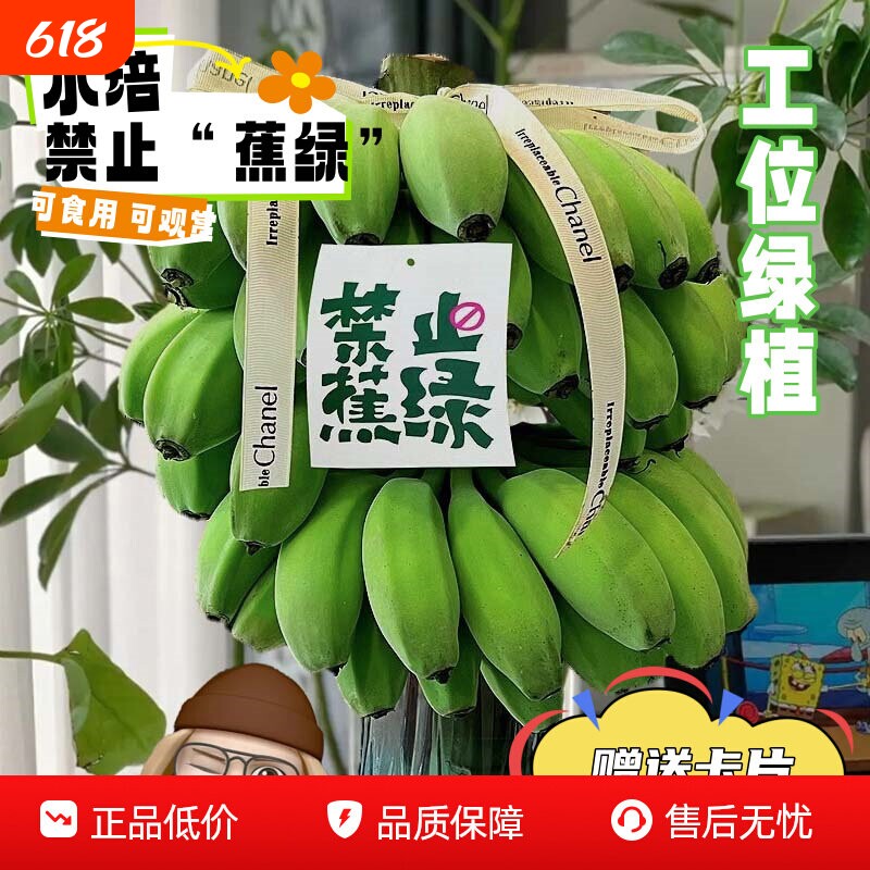 禁止“蕉绿”网红办公室桌面水培小米蕉整串带杆观赏应季水果整箱