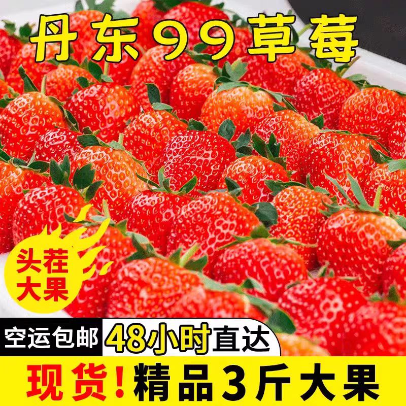 丹东草莓新鲜水果99草莓红颜奶油九九甜牛奶草莓礼盒正宗大果空运