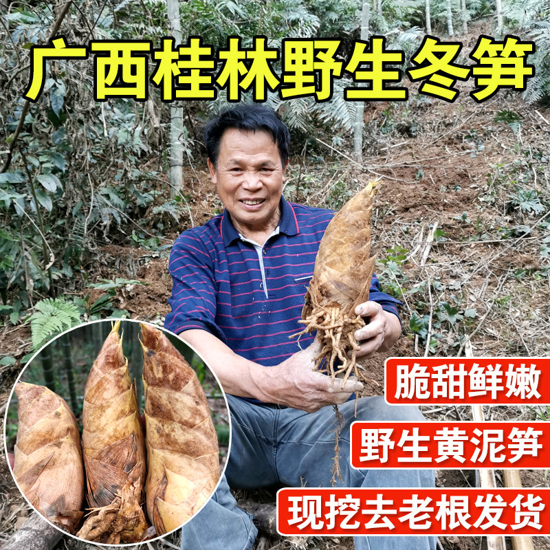 广西桂林冬笋新鲜现挖5斤10农家野生大冬笋鲜竹笋嫩笋尖特产批发