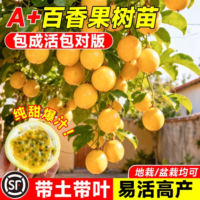 黄金百香果树果苗钦密9号带土大号苗爬藤南北方四季种植不断结果,鲜花速递/花卉仿真/绿植园艺,果树,淘宝优惠券,粉丝福利购,淘宝优惠卷