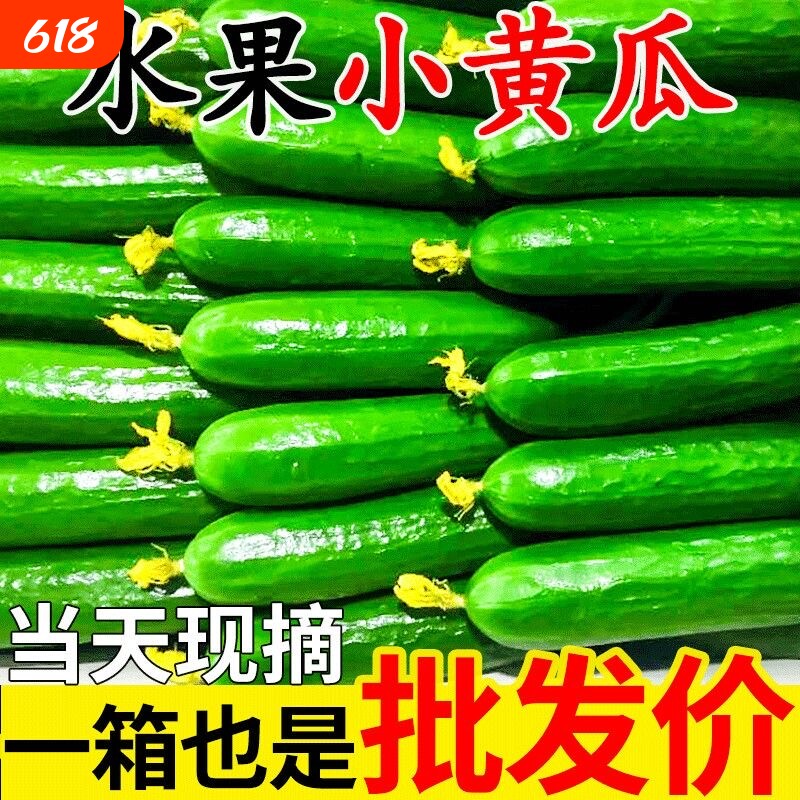 果农直发山东潍坊水果黄瓜脆爽新鲜蔬菜包无刺小黄瓜生吃脆甜现摘
